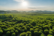 邵东废弃矿区变身千亩油茶林，生态修复与产业振兴双赢新篇章