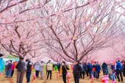 双清区桃花节盛大开幕，农旅融合激活春日经济活力