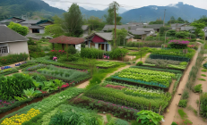 洞口县搬迁群众“微菜园”全覆盖，人均节省年菜金2000元，绿色生活新风尚