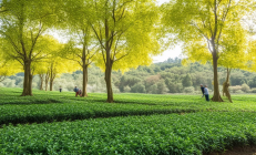 邵阳县油茶林下套种中药材，亩均增收超万元，绿色致富之路越走越宽广