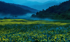 城步十万古田：罕见高山湿地萤火虫群闪耀，生态旅游新亮点