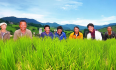 茶陵烟稻轮作示范区助力农户增收，亩均利润突破3500元