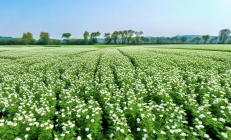 隆回金银花：30万亩种植面积，全球市场占有率超60%，打造绿色经济新名片
