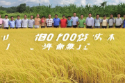 邵阳农科院杂交稻新种“雪峰优1号”亩产突破1200公斤，助力农业发展再上新台阶