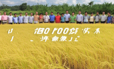 邵阳农科院杂交稻新种“雪峰优1号”亩产突破1200公斤，助力农业发展再上新台阶