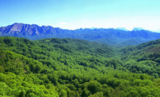 洞口县雪峰山石漠化治理成效显著，新增林地2万亩助力生态修复