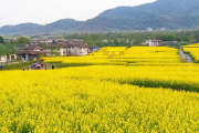 邵阳县油菜“油旅融合”示范园开园，游客量突破30万人次，乡村旅游新风尚