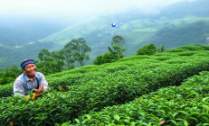 城步苗乡高山有机茶叶飘香欧盟，瑶族茶农年收入突破十万元