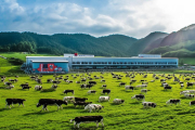 城步苗乡高山奶牛牧场竣工，日产鲜奶10吨直供粤港澳市场