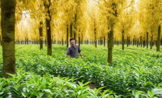 邵阳县油茶林下套种中药材，亩均增收超万元助力乡村振兴