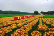 绥宁黑米种植合作社年产值破亿，黑米月饼中秋热销助力乡村振兴