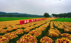 绥宁黑米种植合作社年产值破亿，黑米月饼中秋热销助力乡村振兴