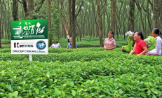 绥宁青钱柳茶荣获欧盟有机认证，林下经济激活百万亩林地