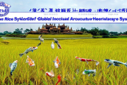 绥宁稻鱼共生系统荣获全球重要农业文化遗产认证，传统智慧闪耀世界舞台