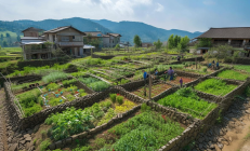 城步县高山移民新村“微菜园”解乡愁，每户分地20平方米，重塑乡村生活新篇章