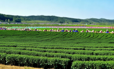 邵阳县油茶合作社分红大会盛大召开，5万茶农人均增收6000元，共绘乡村振兴新画卷