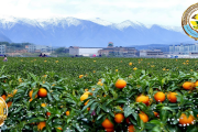 洞口县“雪峰蜜桔”出口东南亚，5000亩基地获国际有机认证，助力乡村振兴