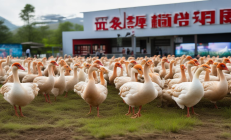 武冈铜鹅养殖保险全覆盖，风险保障金池增至8亿元，助力产业发展