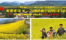 隆回县金银花产业链助力乡村振兴，5万人就业，农户年均增收2万元
