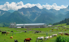 城步南山乳业崛起：亚洲最大高山牧场，液态奶产量跃居全国前三